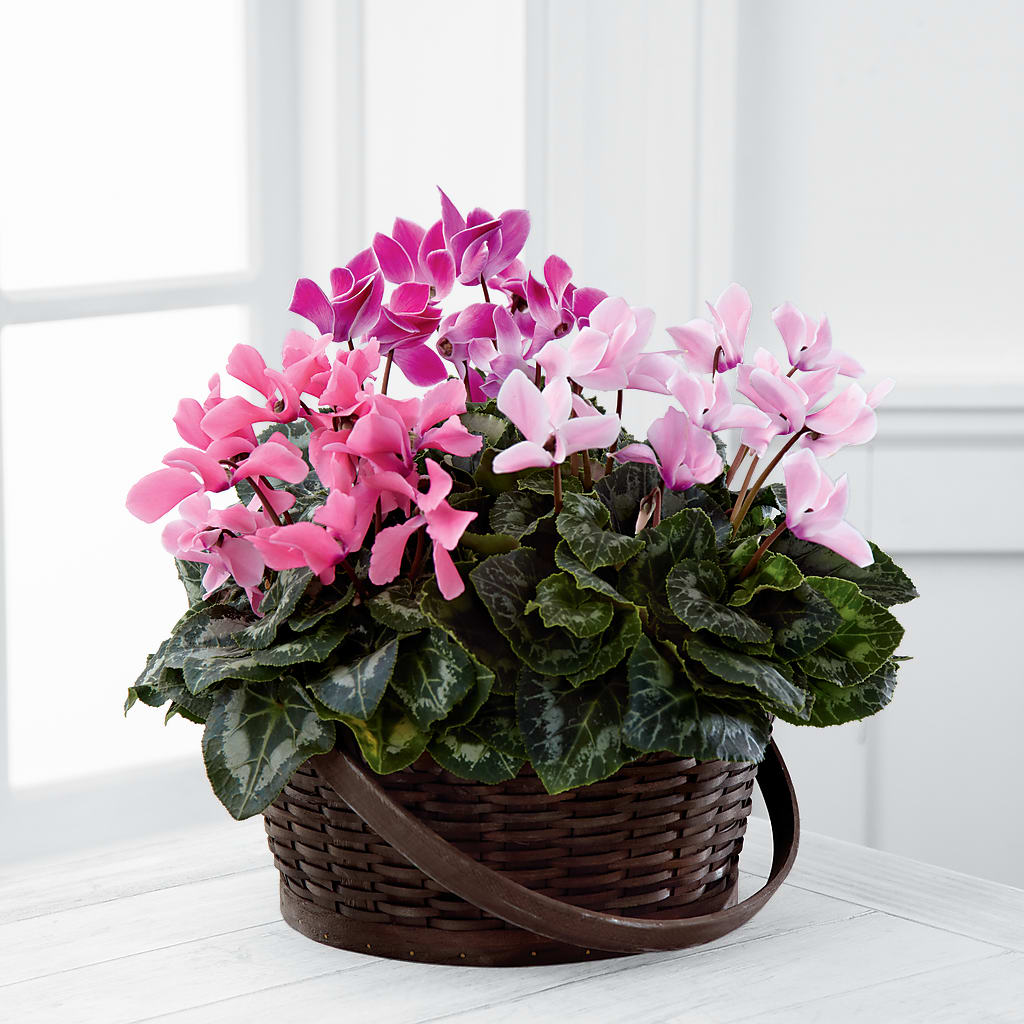 Mixed Cyclamen Planter – Floral Designs Atlanta Llc, Atlanta GA