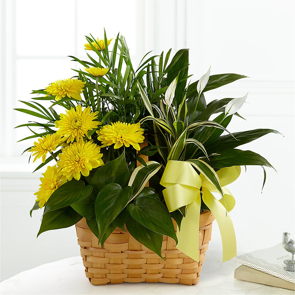Loving Light Dishgarden – Floral Designs Atlanta Llc, Atlanta GA