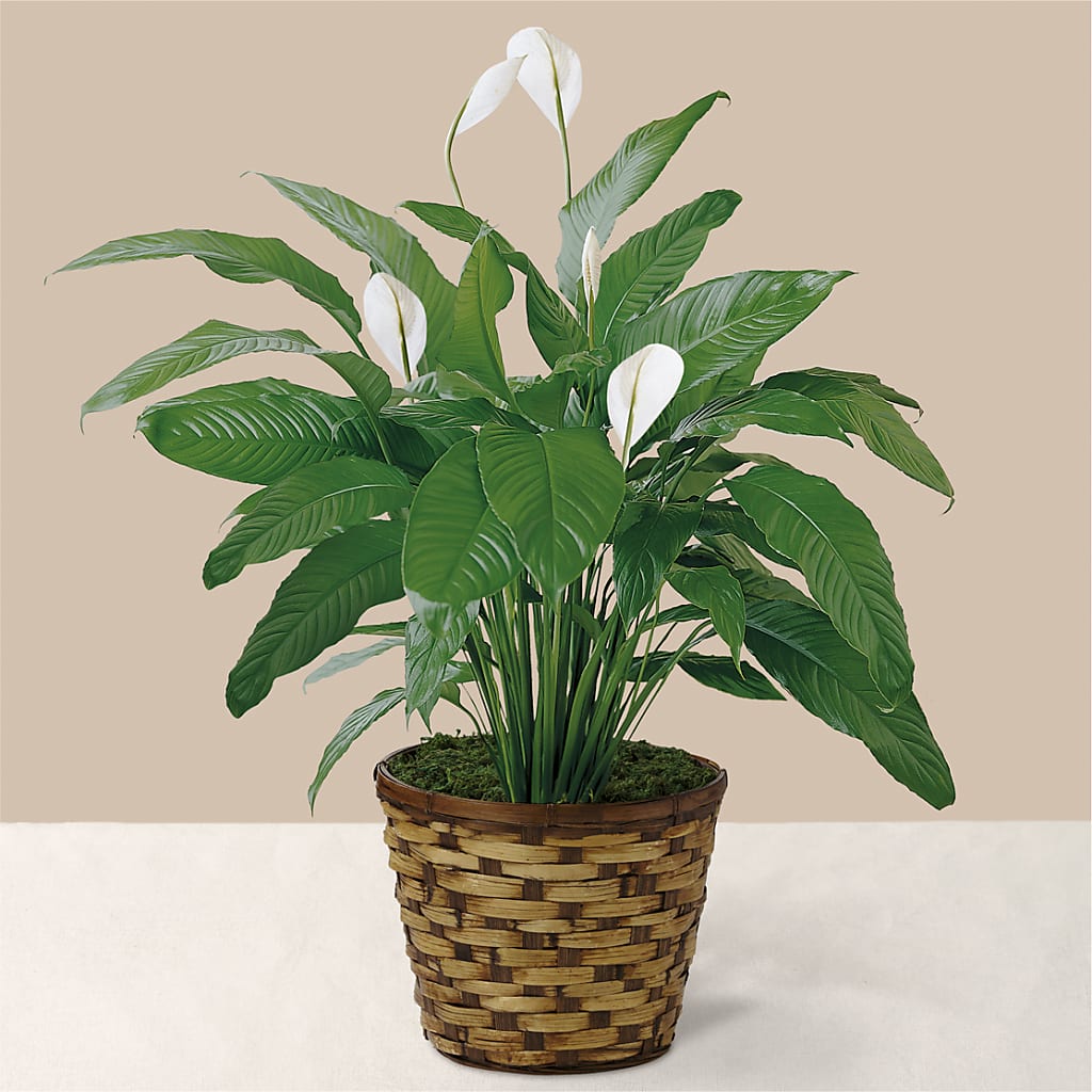 Tranquil Moments Peace Lily Plant – Floral Designs Atlanta Llc, Atlanta GA