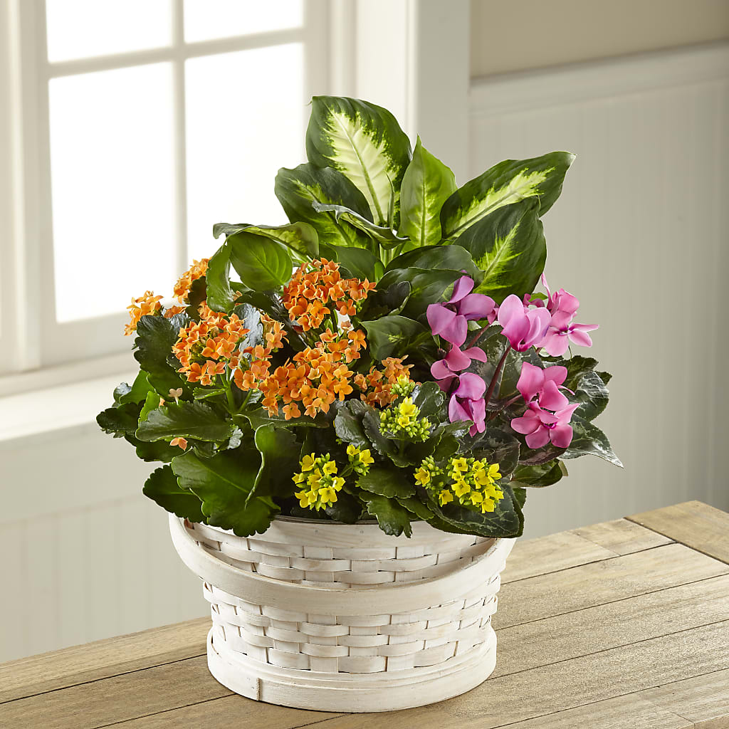 Color Crush Dishgarden – Floral Designs Atlanta Llc, Atlanta GA