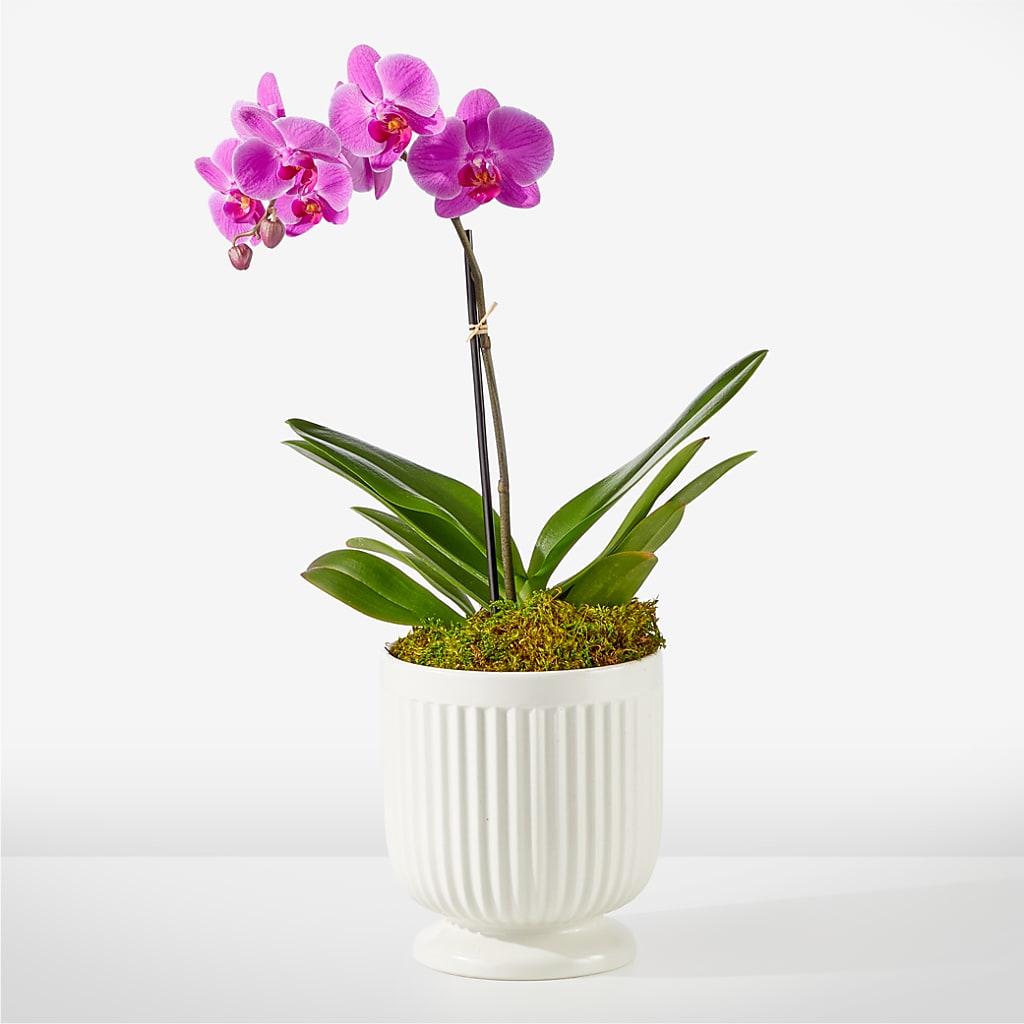 Friendly Fuchsia Orchid – Floral Designs Atlanta Llc, Atlanta GA