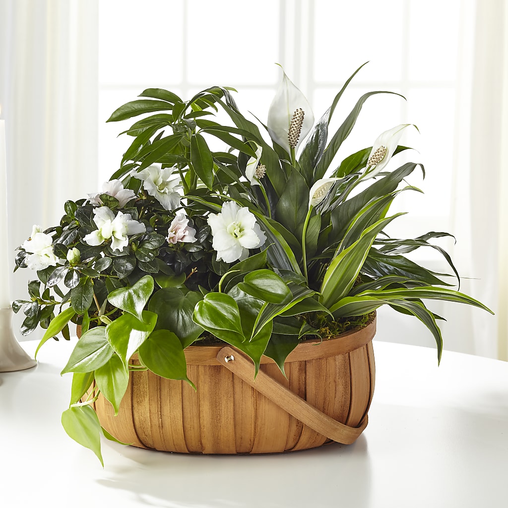 Serene Dishgarden – Floral Designs Atlanta Llc, Atlanta GA