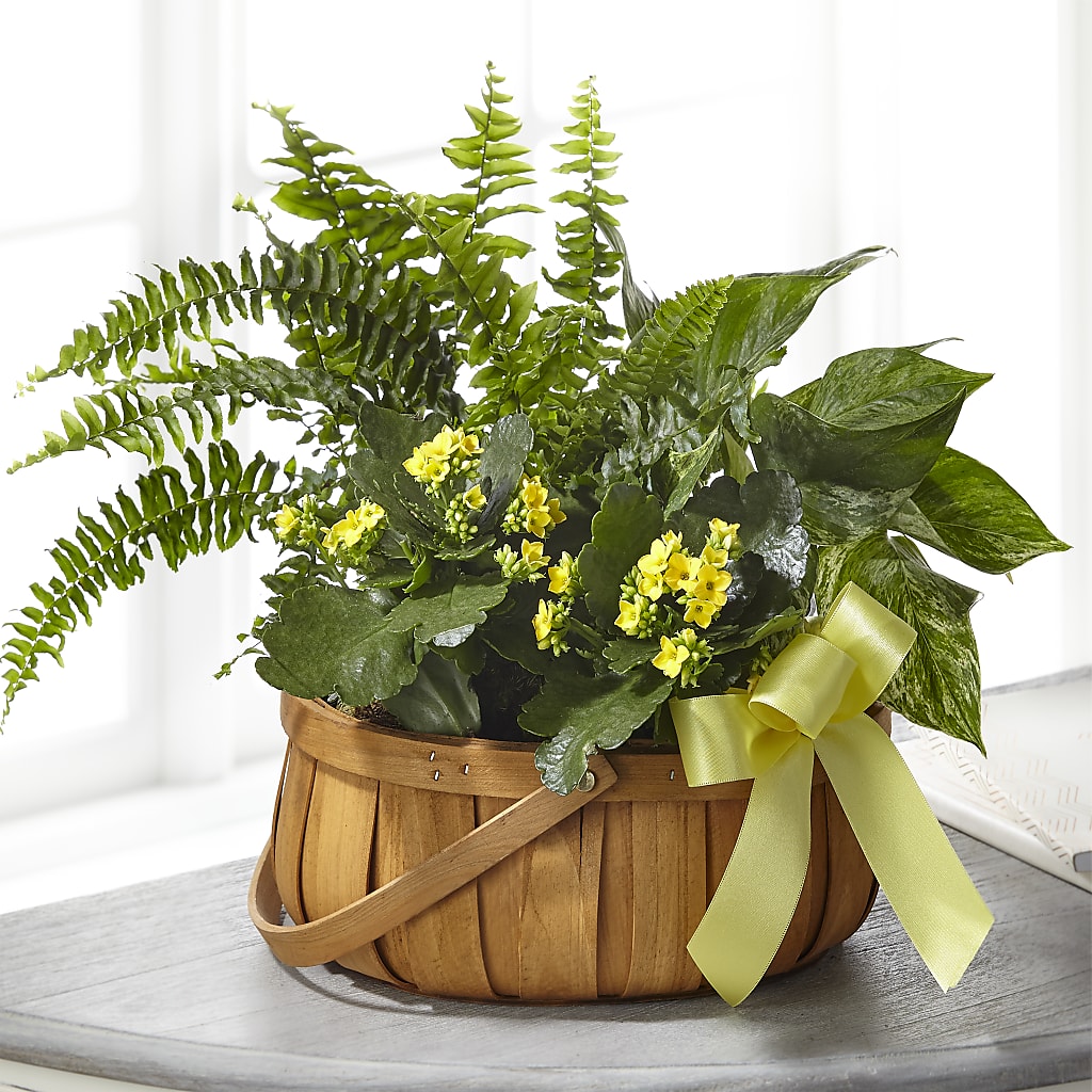 Always Dear Dishgarden – Floral Designs Atlanta Llc, Atlanta GA