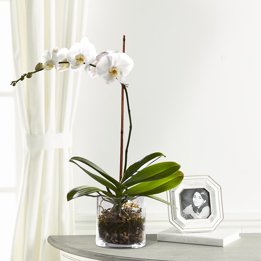 White Orchid Planter – Floral Designs Atlanta Llc, Atlanta GA