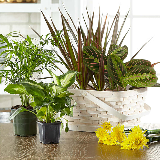 Florist Designed Blooming and Green Plants in a Basket –  Floral Designs Atlanta Llc, Atlanta GA
