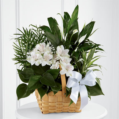 Peace & Serenity Dishgarden –  Floral Designs Atlanta Llc, Atlanta GA