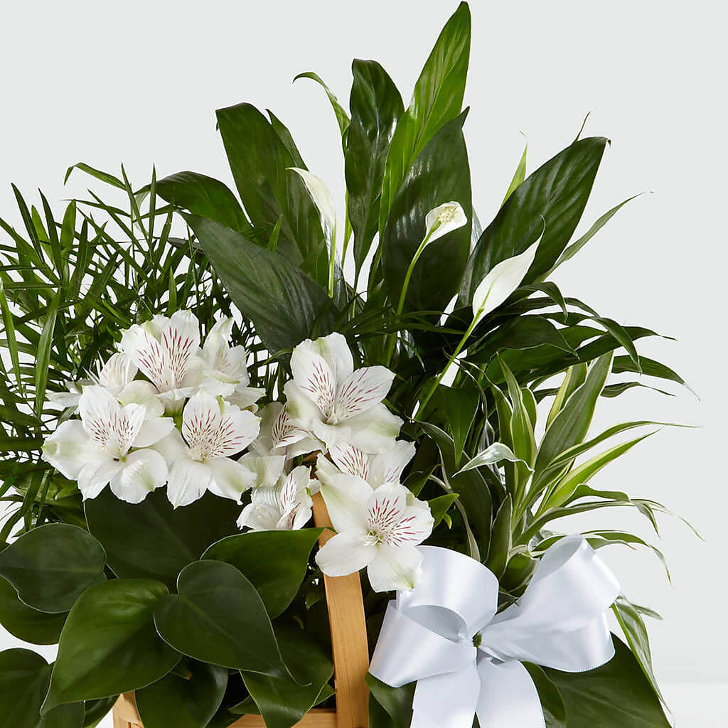 Peace & Serenity Dishgarden –  Floral Designs Atlanta Llc, Atlanta GA