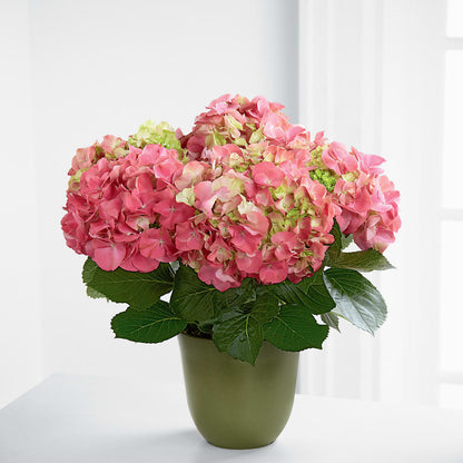 Pink Hydrangea Planter –  Floral Designs Atlanta Llc, Atlanta GA