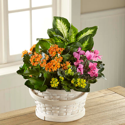 Color Crush Dishgarden –  Floral Designs Atlanta Llc, Atlanta GA