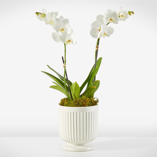 Whispering White Orchid –  Floral Designs Atlanta Llc, Atlanta GA
