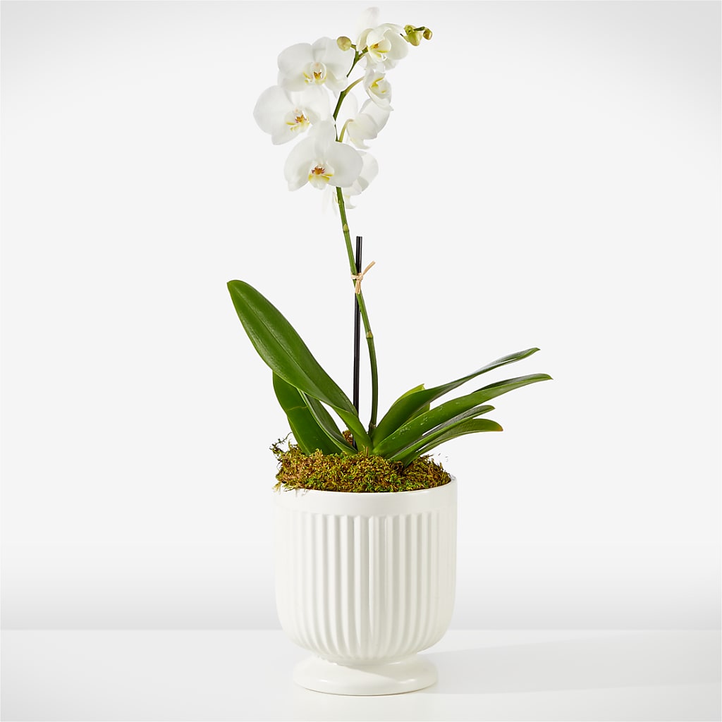 Whispering White Orchid –  Floral Designs Atlanta Llc, Atlanta GA