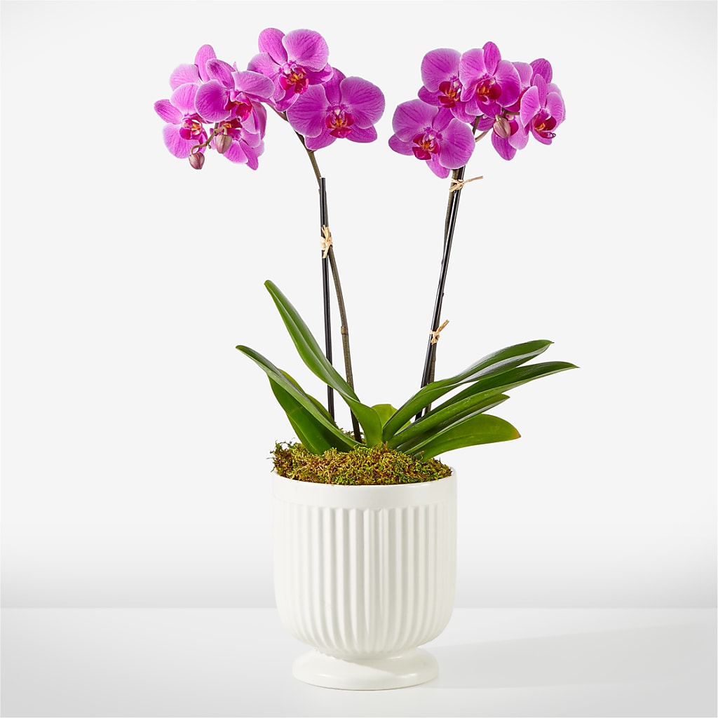 Orchidée Fuchsia Amicale