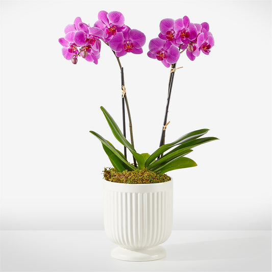 Friendly Fuchsia Orchid –  Floral Designs Atlanta Llc, Atlanta GA