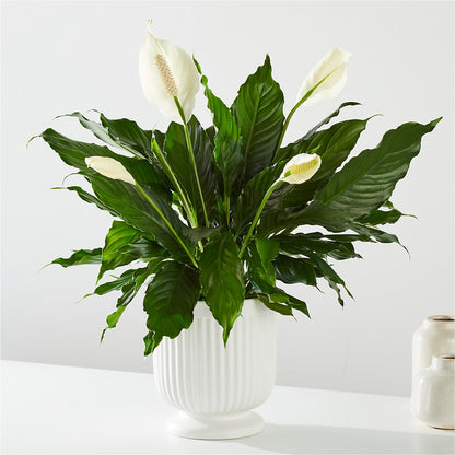 Comfort Planter –  Floral Designs Atlanta Llc, Atlanta GA