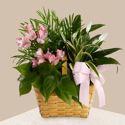 Living Spirit Dishgarden –  Floral Designs Atlanta Llc, Atlanta GA