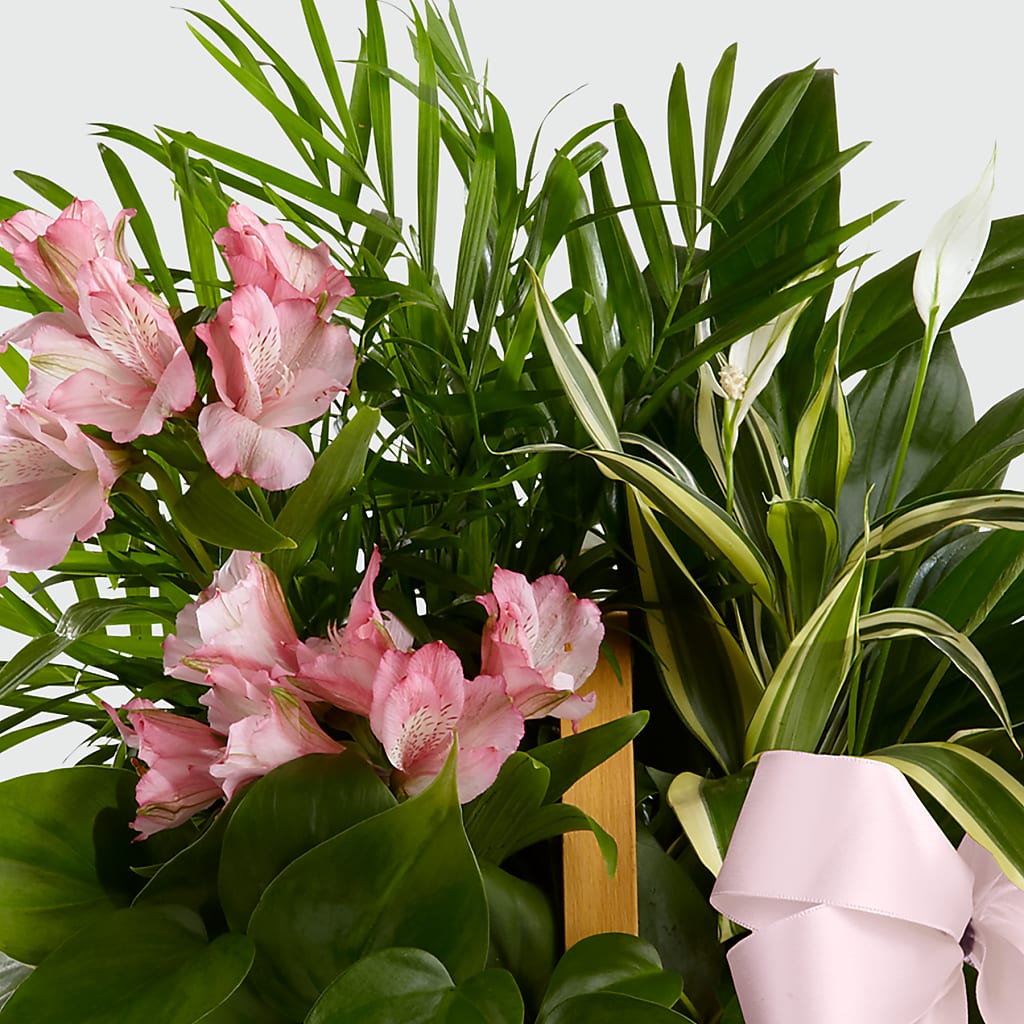 Living Spirit Dishgarden –  Floral Designs Atlanta Llc, Atlanta GA