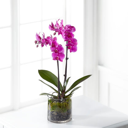 Pink Orchid Plant –  Floral Designs Atlanta Llc, Atlanta GA