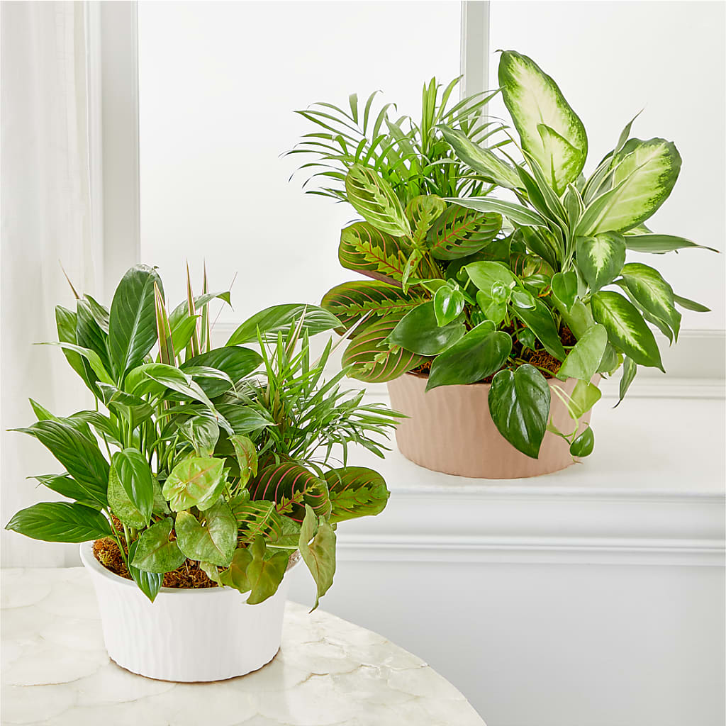 Balance & Harmony Dishgarden –  Floral Designs Atlanta Llc, Atlanta GA