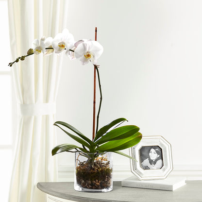 White Orchid Planter –  Floral Designs Atlanta Llc, Atlanta GA